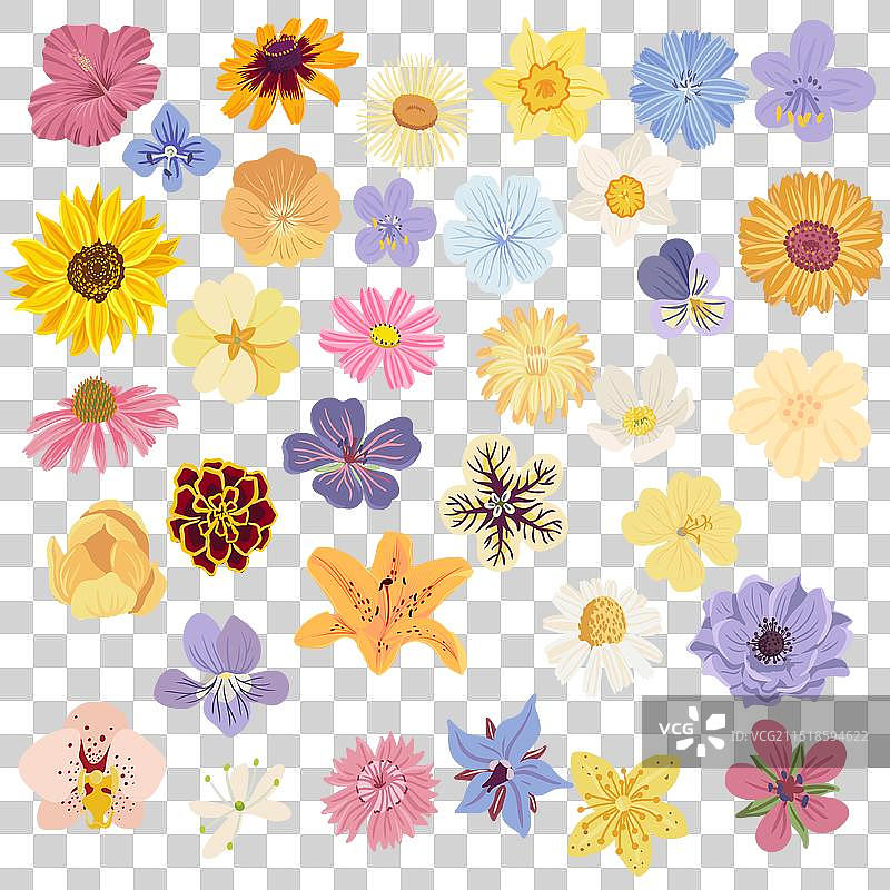 野生花卉绘画图片素材