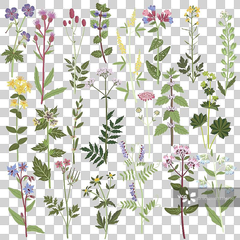 野生花卉绘画图片素材