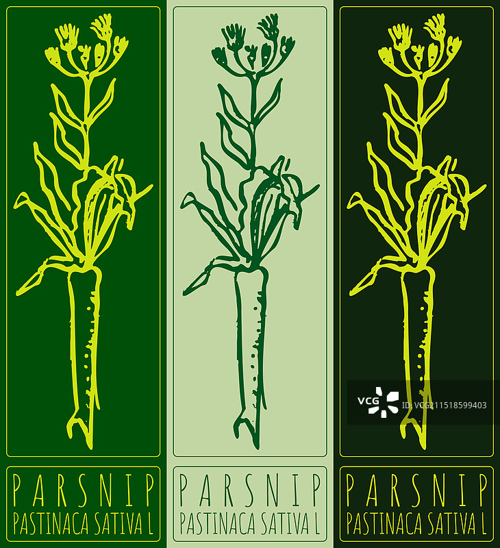 欧洲防风草手绘拉丁图案图片素材