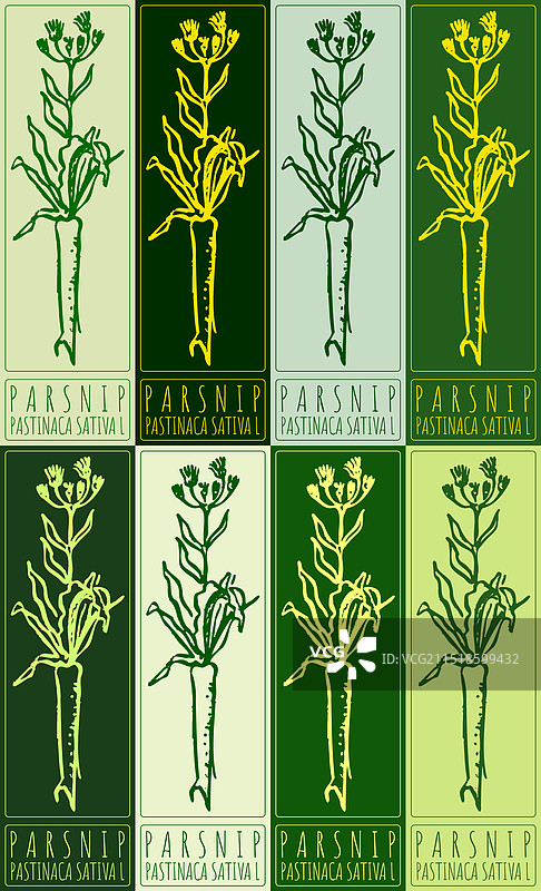 各色欧洲防风草手绘图案图片素材