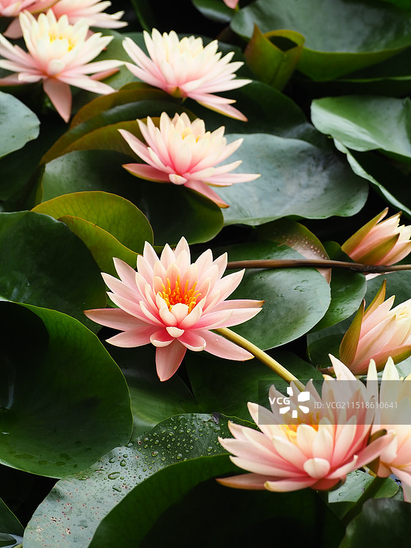 古城莲花图片素材