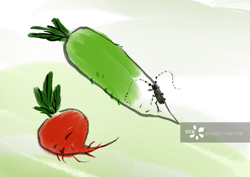 萝卜，红色，青萝卜，天牛图片素材