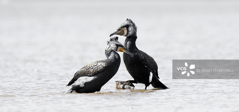 一对鸬鹚图片素材