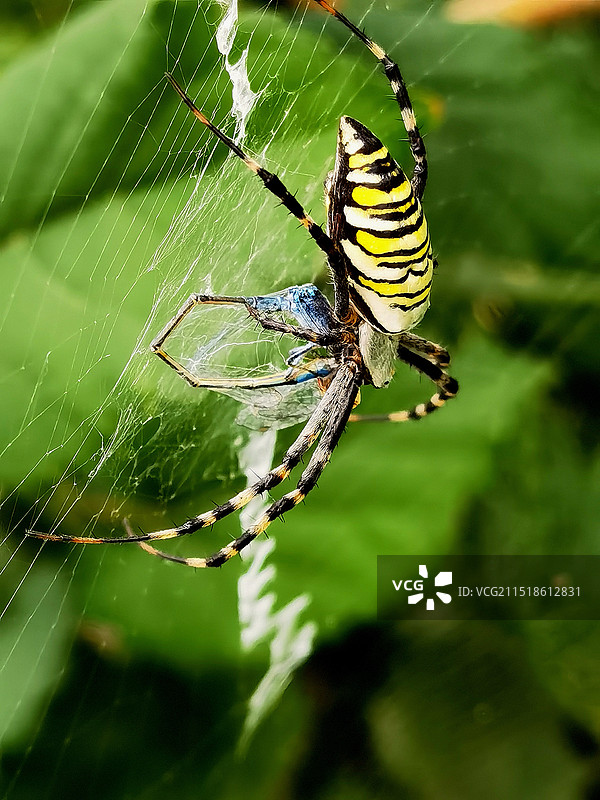 横纹金蛛捕食豆娘图片素材