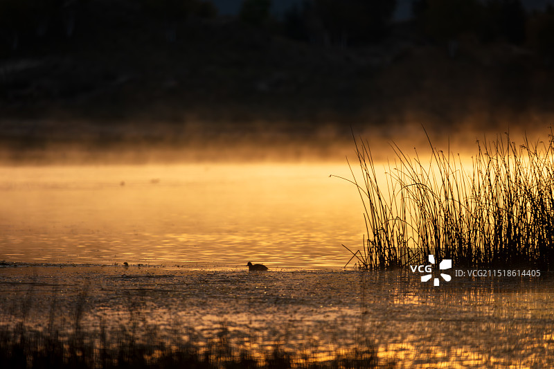 内蒙古赤峰乌兰布统草原将军泡子，秋天清晨日出时分，金光洒在水面雾气升腾，湿地中的水草水鸟剪影生动图片素材