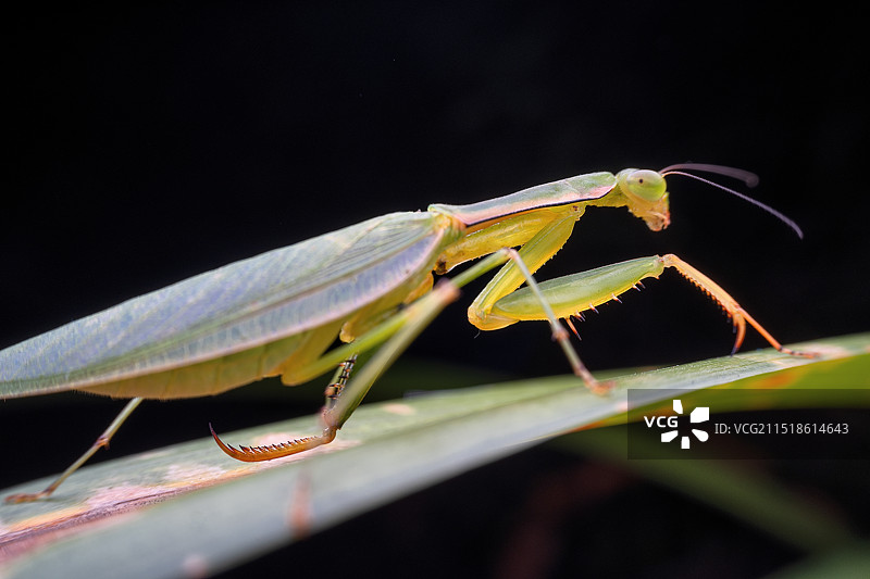 贵州遵义昆虫——螳螂图片素材