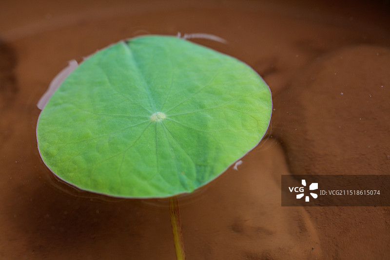 碗莲系列-12天后的第一片叶图片素材