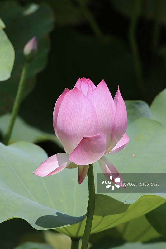 荷花盛开图片素材