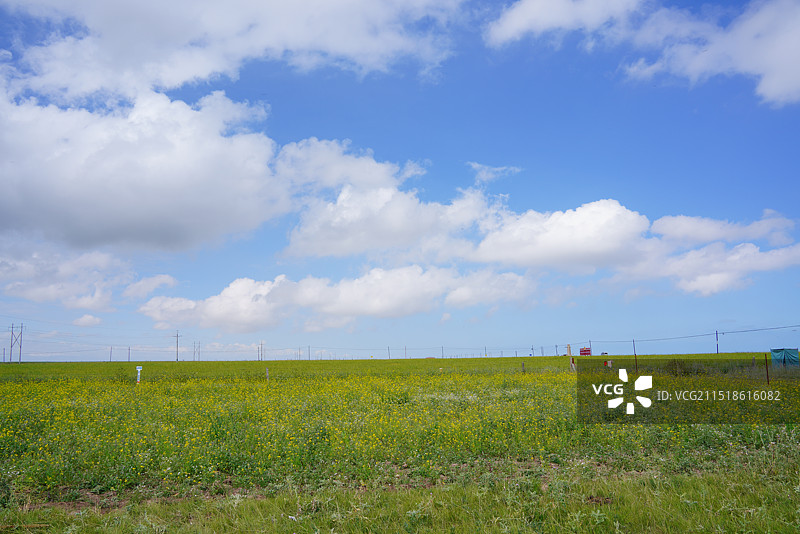 高原花海图片素材