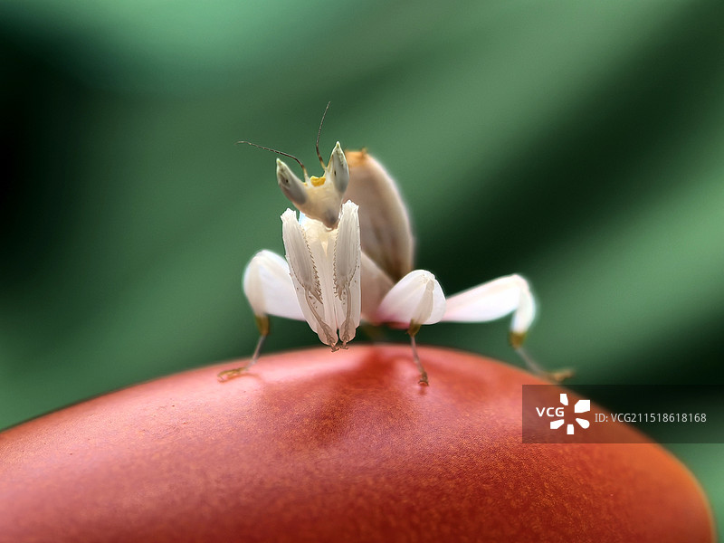 植物上昆虫特写镜头图片素材