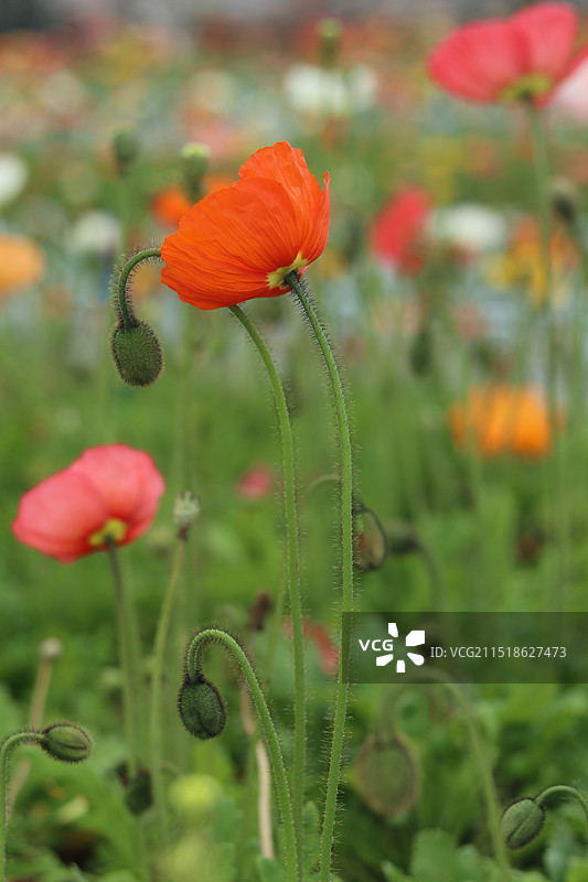 虞美人图片素材