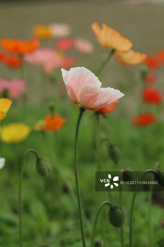 虞美人图片素材
