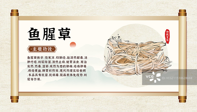 中药药材一鱼腥草的作用和功效介绍手绘插图海报图片素材