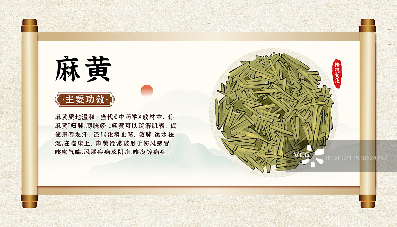 中药药材一麻黄的作用和功效介绍手绘插图海报图片素材
