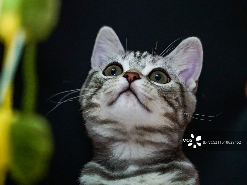 美短头部特写图片素材