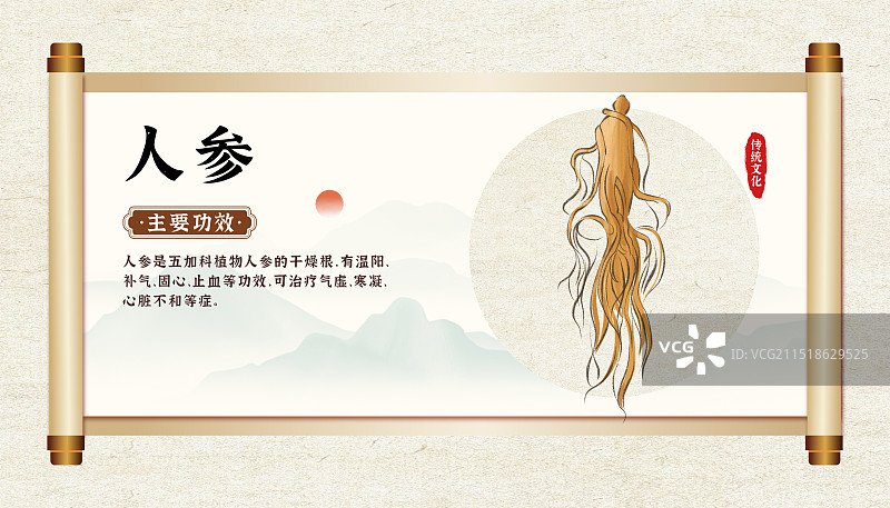 中药药材一人参的作用和功效介绍手绘插图海报图片素材
