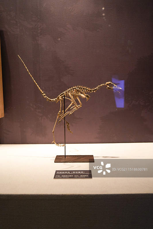 安吉 浙江自然博物馆 博物馆 科学教育 自然教育  恐龙馆 印板始祖鸟 化石图片素材