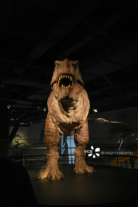 安吉 浙江自然博物馆 博物馆 科学教育 自然教育  恐龙馆 标本 化石 暴龙 霸王龙图片素材