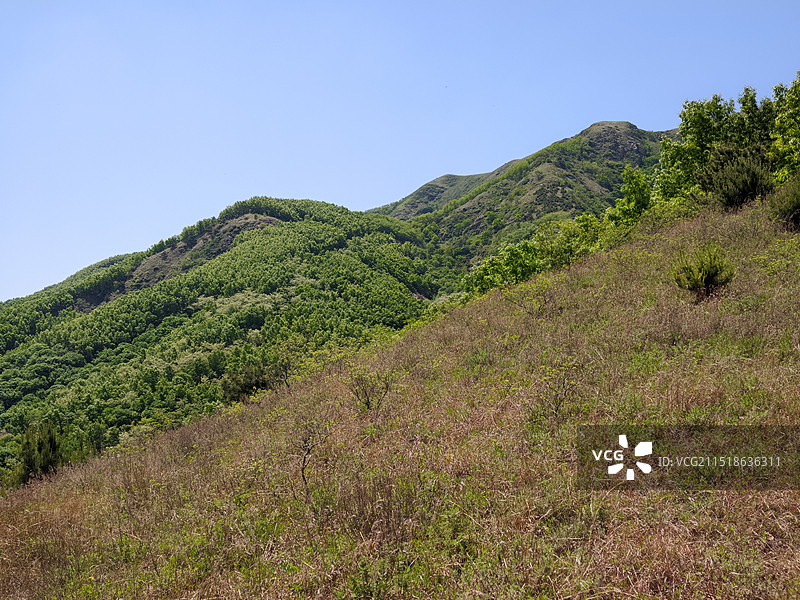 立夏节气莒县梁甫山上的槐花开了图片素材