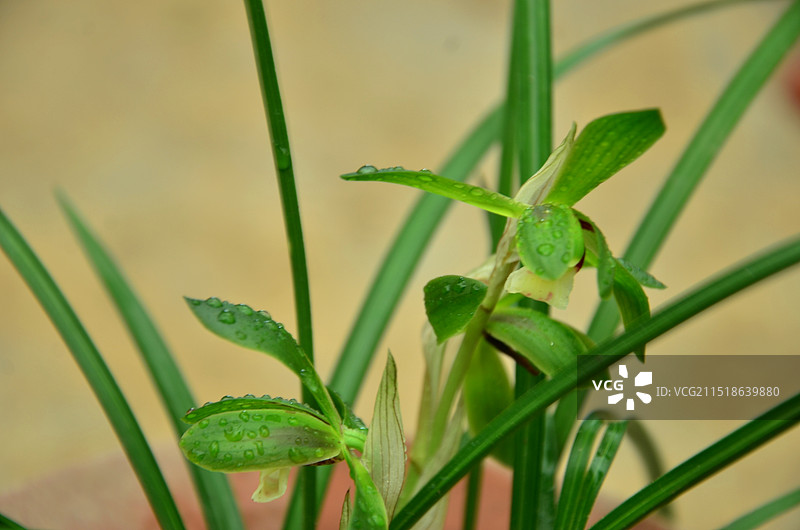 兰花的特写镜头图片素材