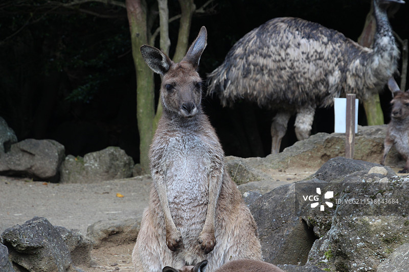 袋鼠图片素材
