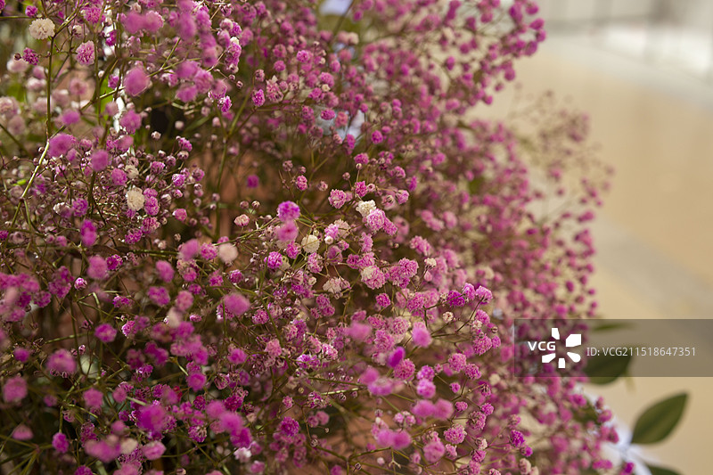 插花鲜花花簇满天星郁金香特写图片素材