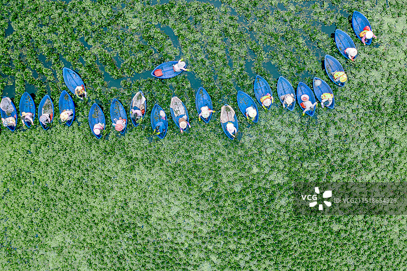 菱湖采菱人拍摄于江西分宜县图片素材