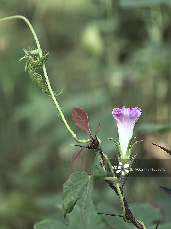 牵牛花的一家图片素材