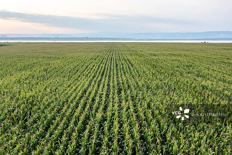 广袤的玉米地图片素材