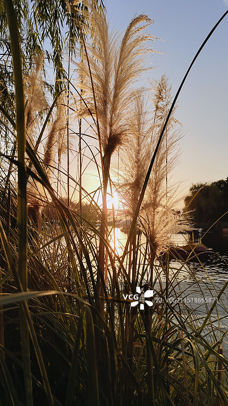 武汉沙湖公园 湖岸边随风摇曳的蒲苇 逆光图片素材