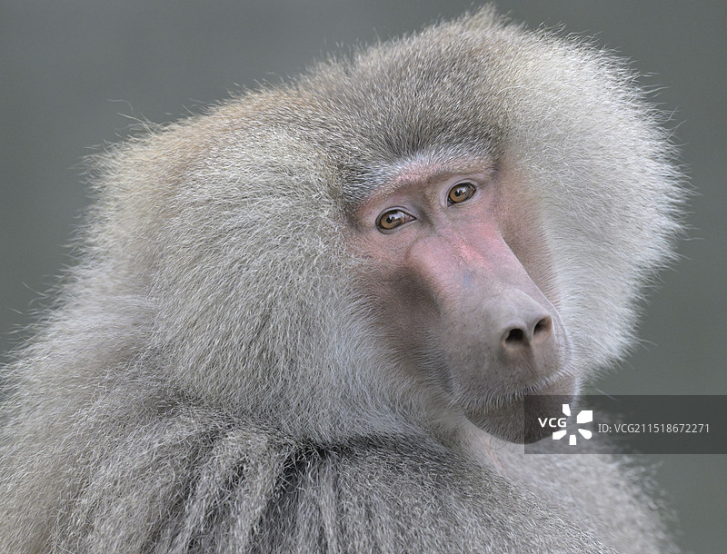 好奇(阿拉伯狒狒)图片素材