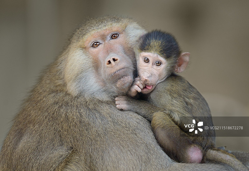 母与子(阿拉伯狒狒)图片素材