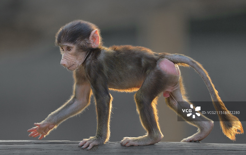 小狒狒(阿拉伯狒狒)图片素材