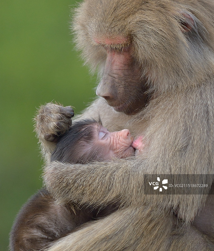 母与子(阿拉伯狒狒)图片素材
