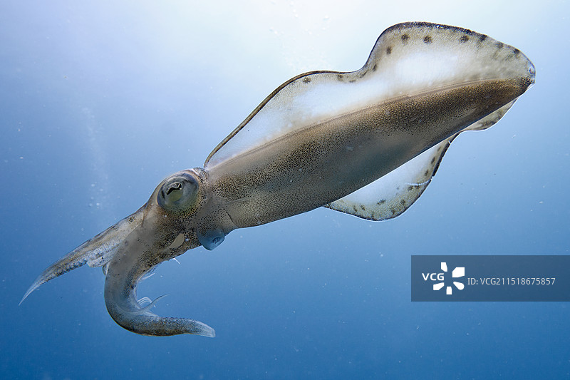 莱氏拟乌贼的特写图片素材