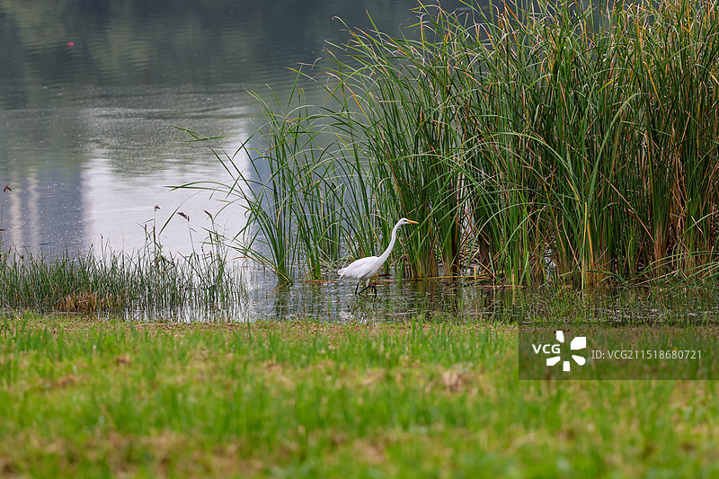 白鹭图片素材