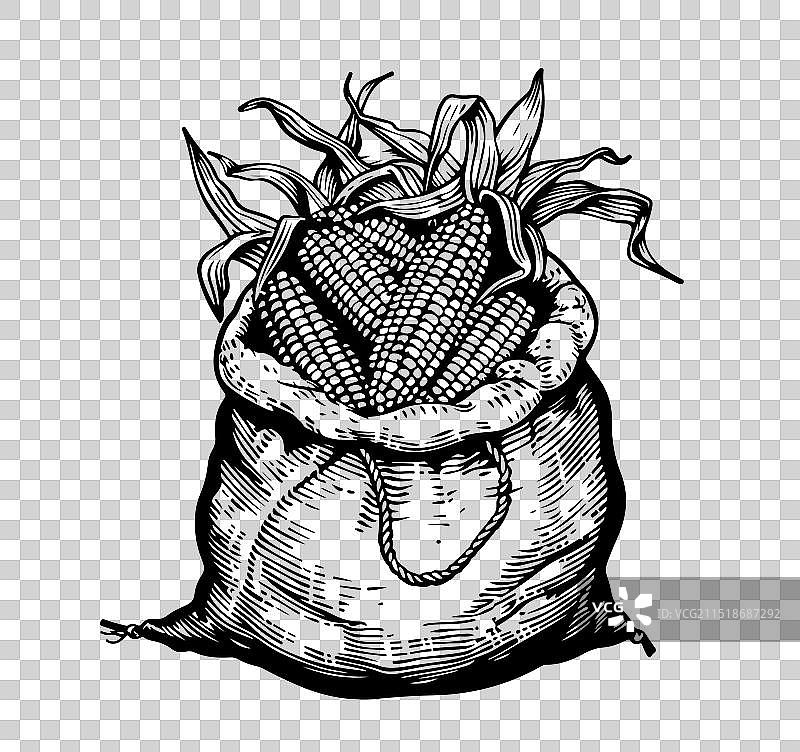 玉米棒子和玉米粒墨水素描图片素材