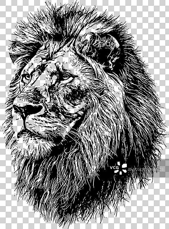 非洲狮头像，有鬃毛图片素材