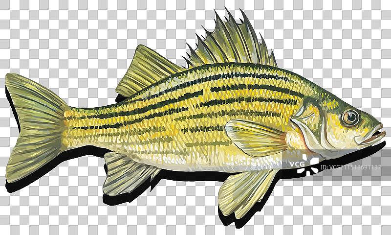 黄色鲈鱼素材：动物身体部位及大嘴艺术图片素材