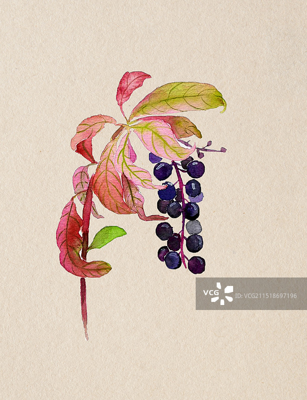 美洲商陆图片素材