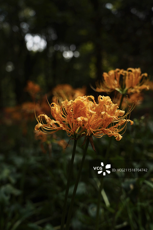 杭州植物园中国石蒜图片素材
