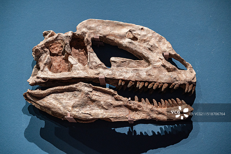 重庆市自然资源科普馆展出的早侏罗世中国双脊龙恐龙化石头骨图片素材