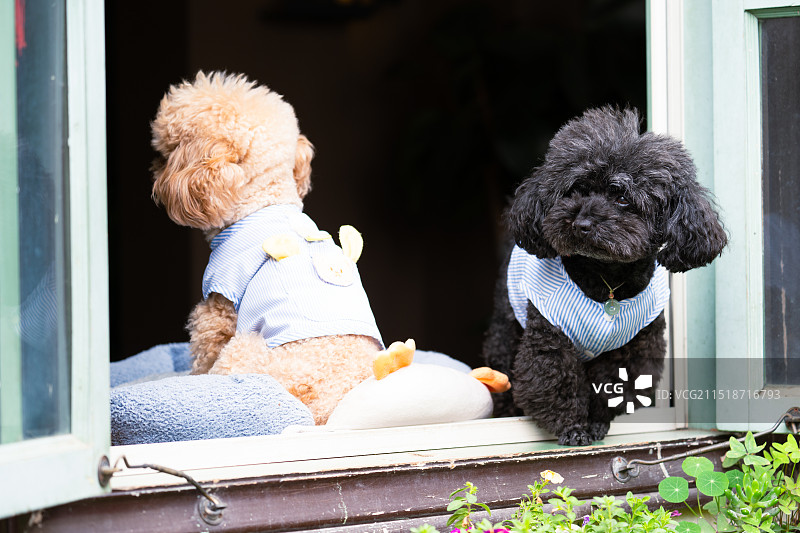 窗户上的宠物狗图片素材