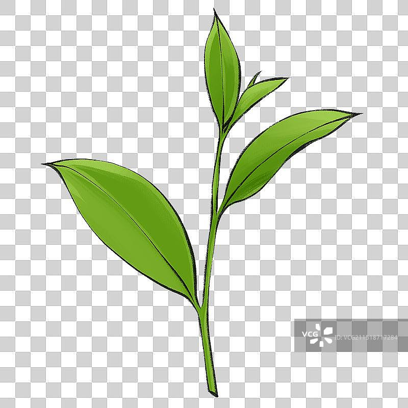 植物通用绿色手绘茶叶元素素材图片素材