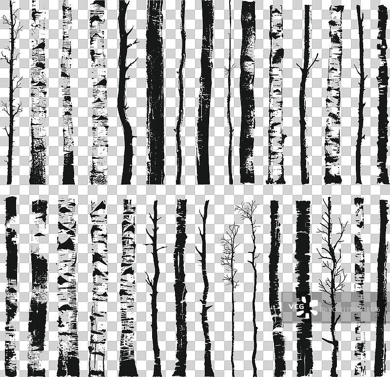 桦树树干水墨素描图片素材