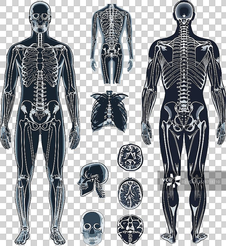 人体x光卡通设定头部躯干图片素材