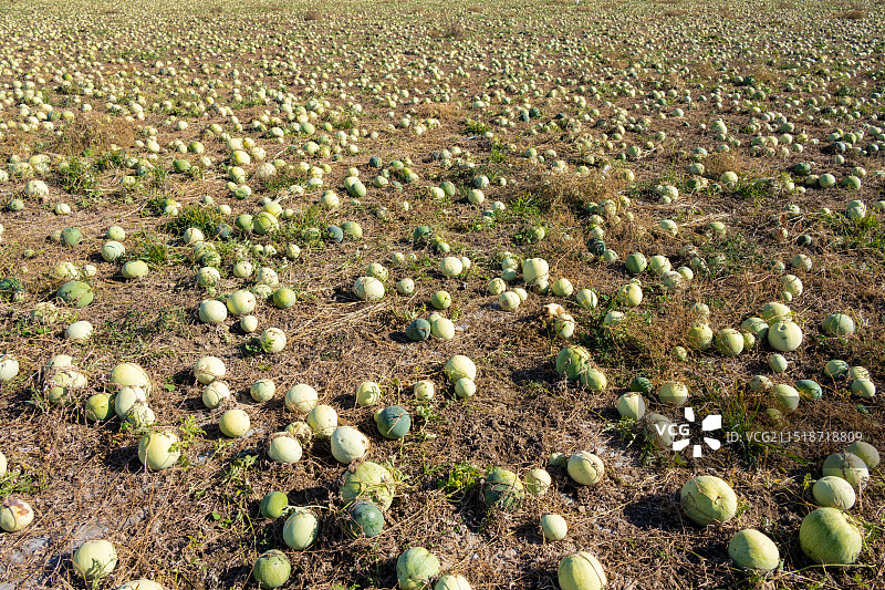 新疆昌吉州木垒县打瓜丰收图片素材