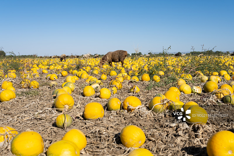 新疆昌吉州木垒县南瓜丰收图片素材