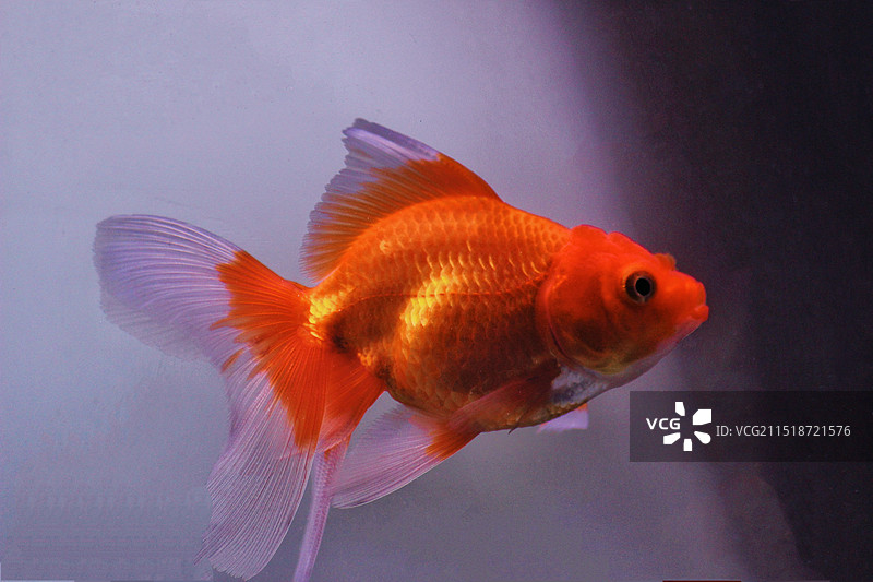 金鱼在水里游泳的特写镜头图片素材