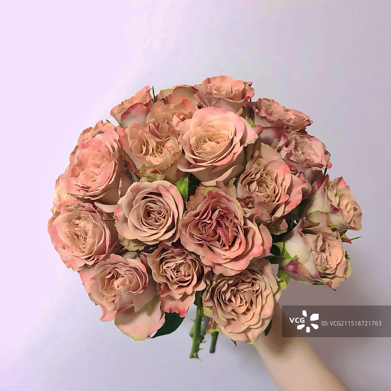 玫瑰花图片素材